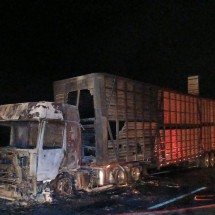 MG: carreta pega fogo e gado da raça nelore morre carbonizado - CBMMG