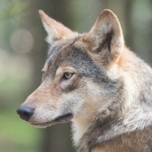 Parasita transmitido por felinos afeta mente dos lobos - M. Zonderling Unsplash