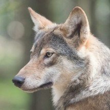 Parasita transmitido por felinos afeta mente dos lobos - M. Zonderling Unsplash
