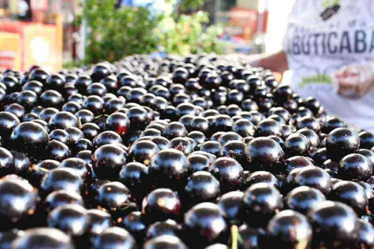 A enciclopédia gastronômica TasteAtlas elaborou recentemente uma lista com as melhores frutas do planeta. Os votos foram dos leitores. Entre elas, está uma brasileira que conquistou o mundo. Trata-se da jabuticaba, originária da região da Mata Atlântica. -  (crédito: Divulgação/ Prefeitura de Sabará MG)