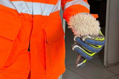 Bombeiro segura o filhote de porco-espinho albino raro encontrado em quintal. Animal cabe na palmna da mão -  (crédito: CBMMG)