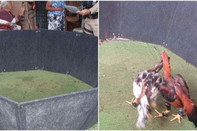 Os animais foram deixados sob a guarda do dono como 'fiel depositário' -  (crédito: PM de Meio Ambiente)
