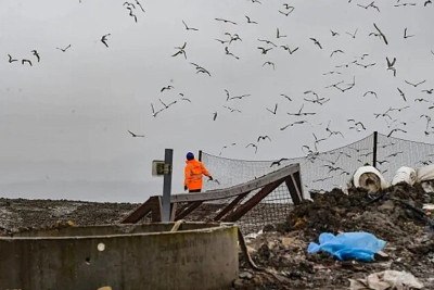 Uma “invasão” de gaivotas transformou em tormento a vida dos moradores de uma vila na Inglaterra. De acordo com reportagem do jornal “Daily Mail”, milhares de aves foram atraídas para a Vila de Altham, no condado de Lancashire, após a expansão de um aterro sanitário nas proximidades. 
 -  (crédito: Andy Kelvin)
