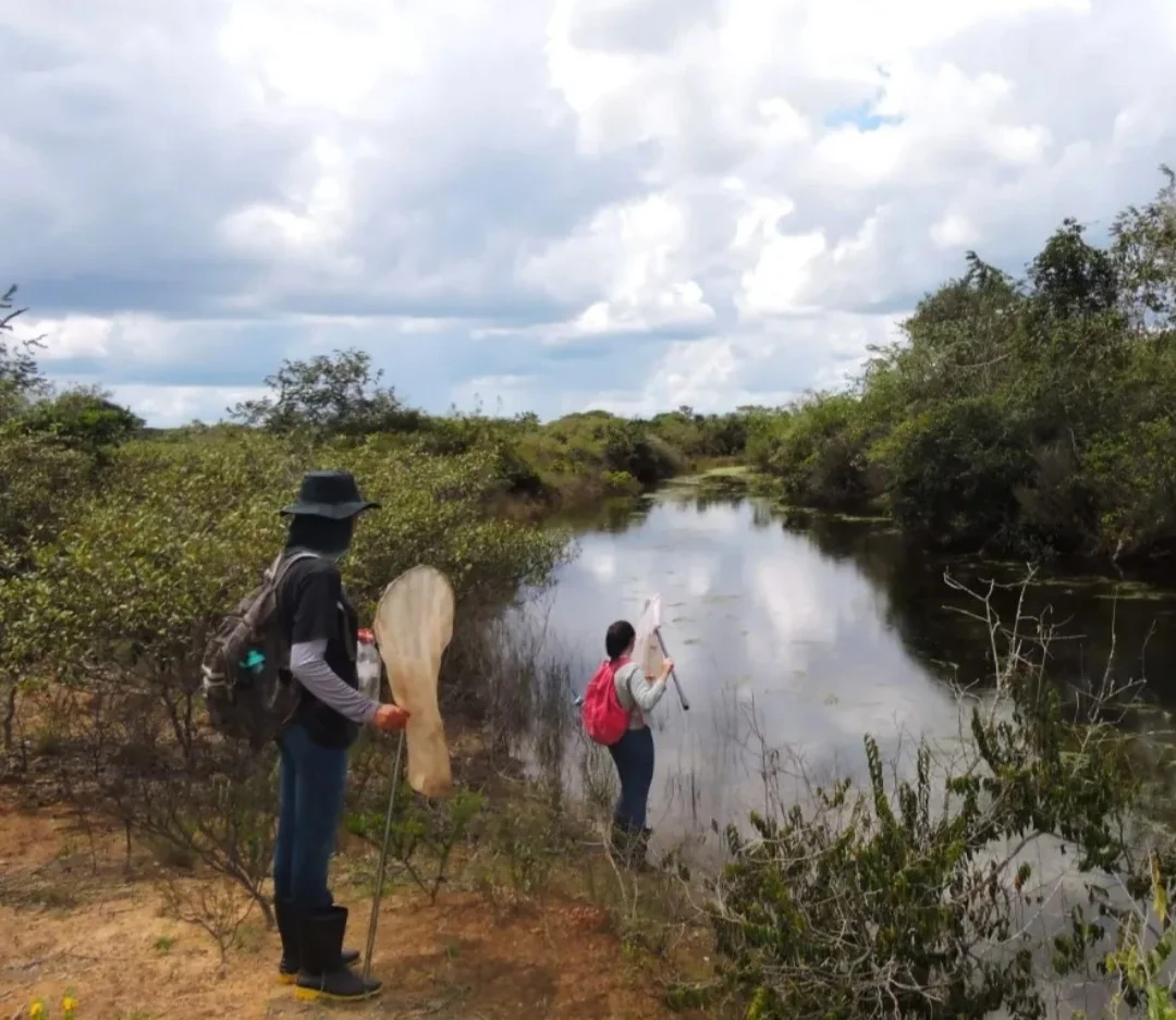 Cientistas do Instituto Federal de Minas Gerais descobriram  recentemente duas novas espécies de libélula, encontradas no Parque Nacional Grande Sertão: Veredas, entre Minas Gerais e Bahia. -  (crédito: Divulgação IFMG)