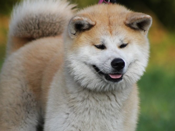 Uma raça não muito falada por aqui, o Akita é conhecido por sua fidelidade, mas pode "estranhar" com o excesso de carinho recebido, pois são cães muito independentes.