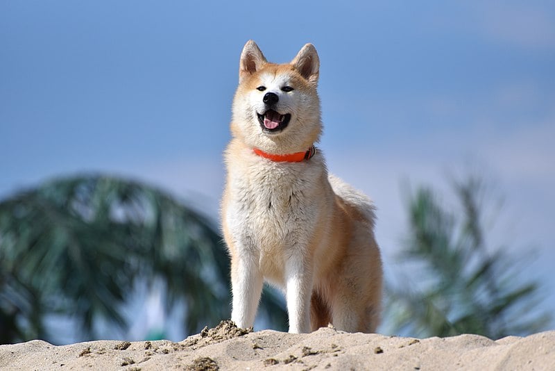 O Akita Inu é uma raça vinda das montanhas do norte do Japão, mas também tem uma "versão" americana, conhecida como Akita Americano.