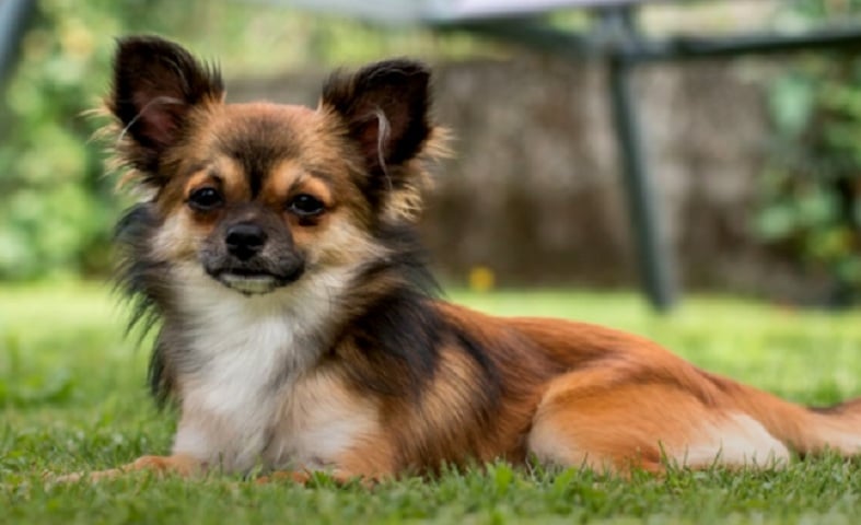 Os Chihuahuas são exemplo de cachorros que "enganam". O tamanho pequeno dá a sensação de fofurice e pode cativar qualquer um, mas muitos cães dessa raça são agressivos por serem destemidos e terem muita coragem.