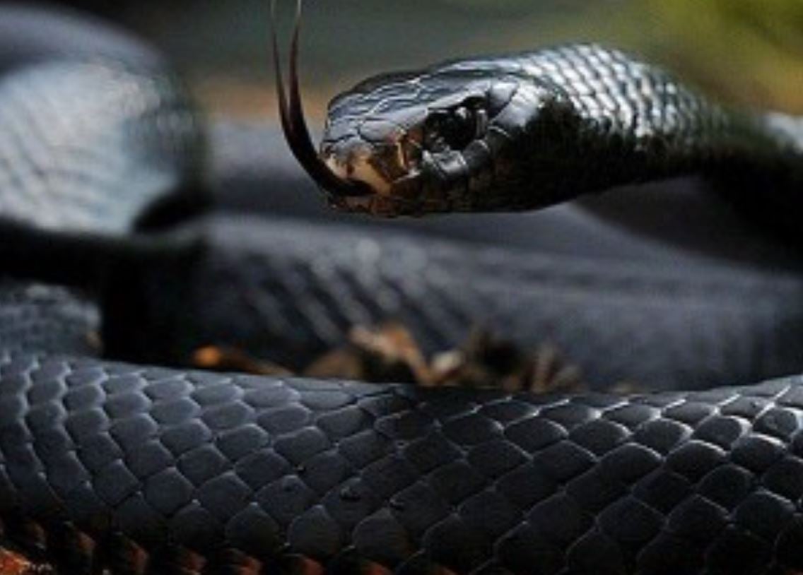 Mamba Negra - Nativa da Ãfrica. Pode ser preta ou cinza, mas a parte de dentro da boca Ã© sempre negra. Ã? a cobra mais rÃ¡pida do mundo: rasteja a  20 km/h. Portanto, nÃ£o dÃ¡ nem pra fugir. 
