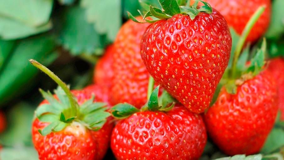 5. Truskawka kaszubska: Conhecidos como Kaszëbskô malëna,são morangos das variedades Elsanta , Honeoye e Senga Sengana , cultivados nos distritos de Kartuski, Ko?cierski e Bytowski, na Polônia.