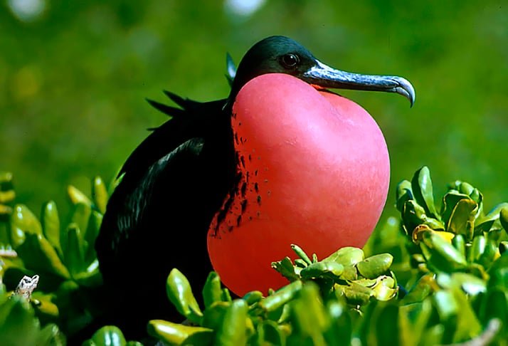 Fregata  - O seu nome está relacionado ao hábito de assaltar outras aves marinhas, como as fragatas de guerra. Tem asas de 1 metro de comprimento e 2 de envergadura. Cauda longa e bifurcada. É rápida no voo sobre o mar e se reproduz em penhascos. 
