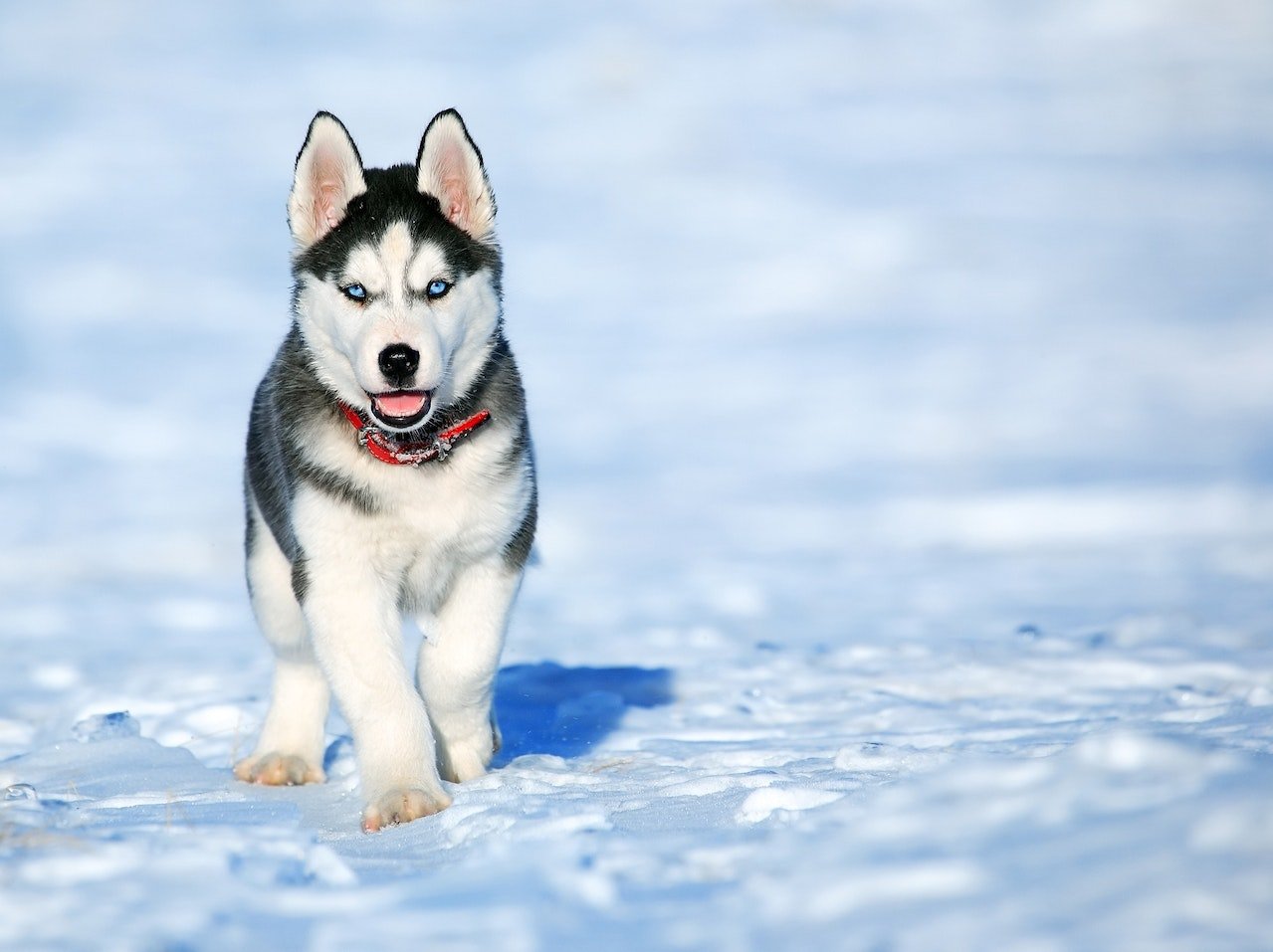 Como o próprio nome já diz, o Husky é oriundo da região da Sibéria, na Rússia. É uma raça que se adapta muito bem ao frio extremo e tem característica de trabalho (quem nunca viu um na TV tracionando trenós?).