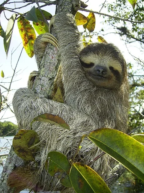 Tem hábitos alimentares restritos e dorme cerca de 14 horas por dia. Considerado extremamente dócil, infelizmente está ameaçado de extinção.