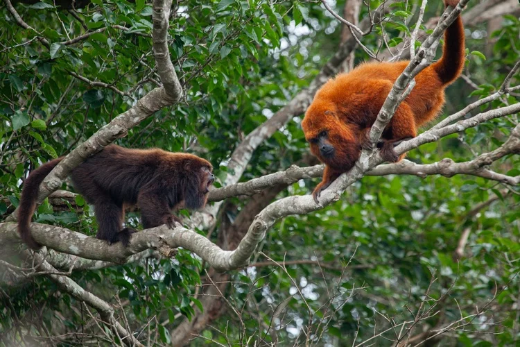 Após 260 anos, macacos bugios-ruivos são avistados em florestas catarinenses