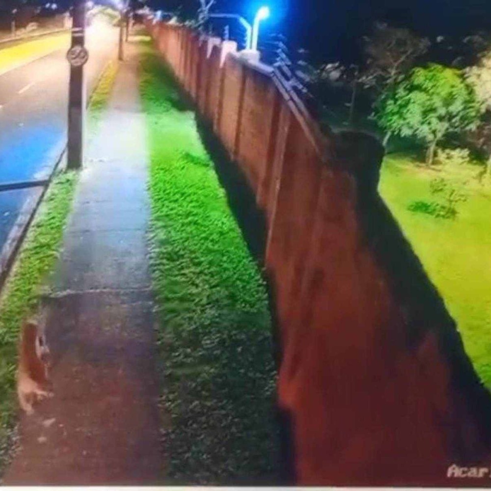 Onça-parda invade condomínio de luxo em minas