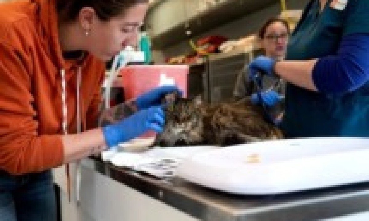 A gata foi rapidamente transferida para um hospital veterinário especializado em Las Vegas, onde recebeu tratamento intensivo