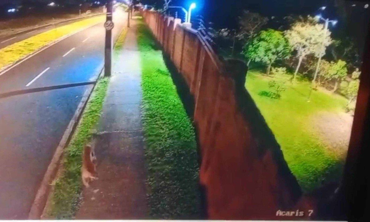 Equipes do Corpo de Bombeiros e vigilantes do condomínio realizaram buscas na área -  (crédito: Reprodução/CBMMG)