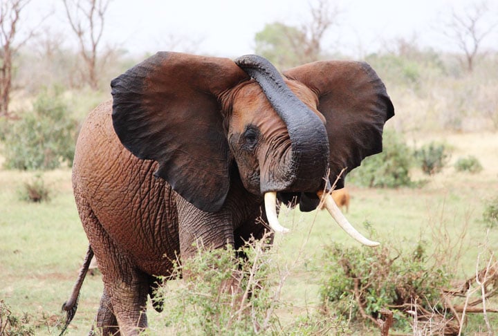 Elefante - Os sons emitidos pelos elefantes servem para a comunicação. E, por serem animais considerados muito inteligentes, eles têm diversos tipos de "conversa". Um dos ruídos mais famosos é o que parece um som de trombeta. Isso ocorre em dois momentos opostos: ou na hora da raiva ou quando estão animados com alguma coisa. 