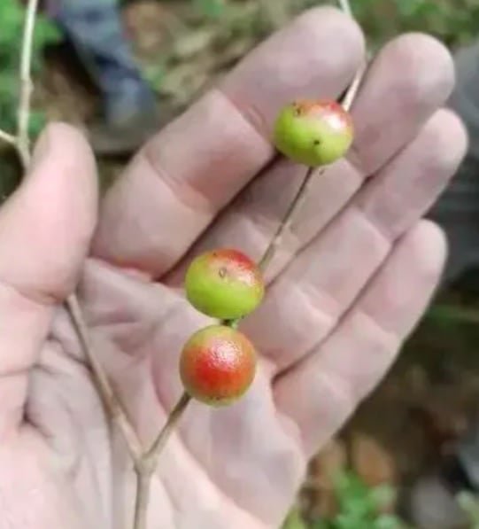 Essa nova espécie é considerada uma "parente próxima" da jabuticabeira e é considerada a única no mundo, pelo menos até o momento.