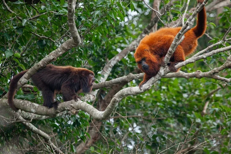 Após 260 anos, macacos bugios-ruivos são avistados em florestas catarinenses - Divulgação Gustavo Fonseca - Instituto Fauna Brasil 