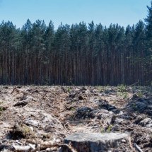 Uma a cada três espécies de árvore pode ser extinta no planeta - El?bieta Michta por Pixabay