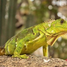 Cientistas desvendam mistério de milhões de anos sobre as iguanas - pexels/Gina Jie Sam Foek