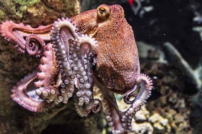 Cientistas do Instituto de Investigações Marinhas, da Espanha, perceberam um aumento na mortalidade de polvos na região da Galícia. E concluíram que o principal fator que provoca as mortes desses animais é o estresse.  -  (crédito:  Imagem de edmondlafoto por Pixabay)