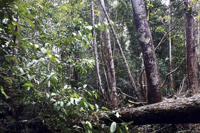 A Floresta Amazônica,  gigantesca, também registra fenômenos difíceis de explicar. Os "buracos" misteriosos entram nesta lista intrigante. -  (crédito: wikimedia commons Highwaygreen)
