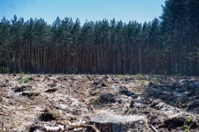 Um relatório da Avaliação Global de Árvores,  realizada pela União Internacional para a Conservação da Natureza (IUCN), revelou que mais de um terço das espécies de árvores do mundo pode acabar, ameaçando a biodiversidade e os ecossistemas. -  (crédito: El?bieta Michta por Pixabay)
