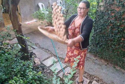 A agricultora familiar Vilma Santos, presidente da Cooperativa Mulheres do Cerrado, prepara o baru com a peneira -  (crédito: Luiz Ribeiro/EM/D.A Press)