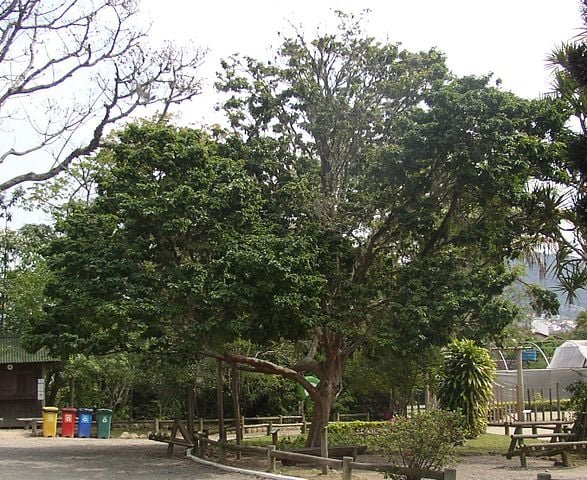 Pau-brasil: Bioma da Mata Atlântica. Também chamada de Arabutã, Ibirapitá, Pau-de-Pernambuco e Pau-de-Tinta. Inspirou o nome do Brasil. 