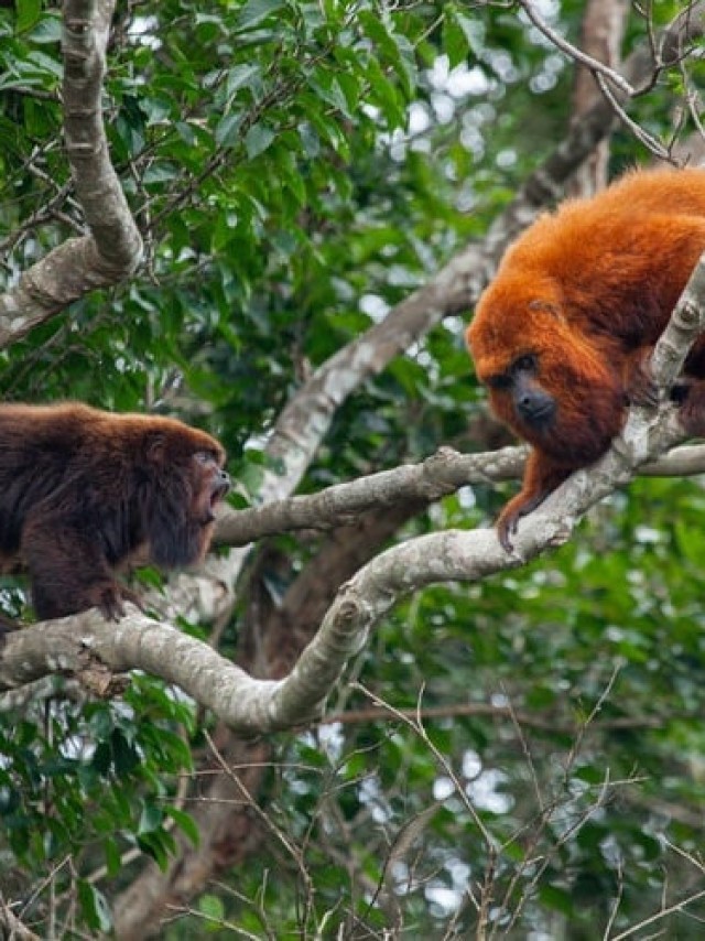 Após 260 anos, macacos bugios-ruivos são avistados em florestas catarinenses