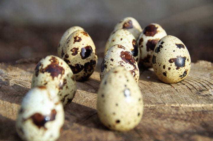 Os nutricionistas indicam este tipo de ovo para o cardápio das crianças e para adultos, pois evita o excesso de gordura e desequilíbrio nutricional se consumido adequadamente.