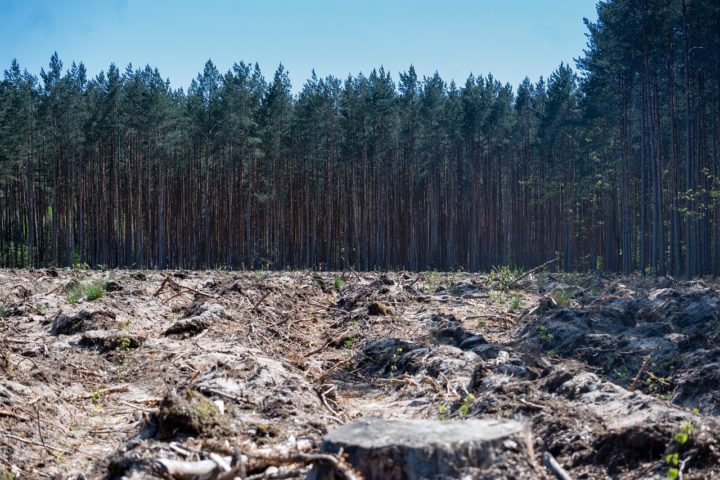 Uma a cada três espécies de árvore pode ser extinta no planeta Uma a cada três espécies de árvore pode ser extinta no planeta
