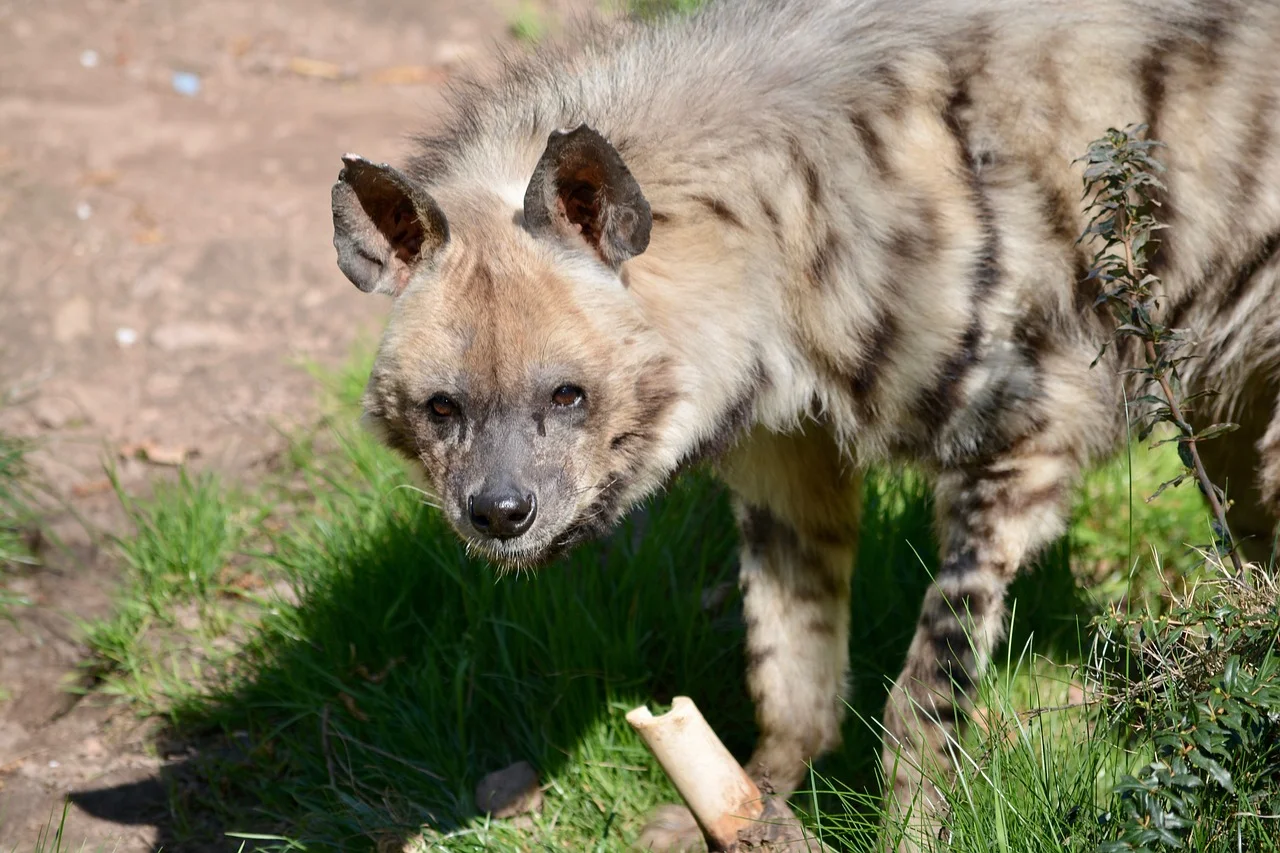 Hiena - Seu som de até 112 decibéis parece um risada, mas está longe de ser algo divertido. A hiena, diferentemente da fama de "bicho que ri", é um dos animais carnívoros mais perigosos do mundo. E tem a mordida mais forte entre os mamíferos. 