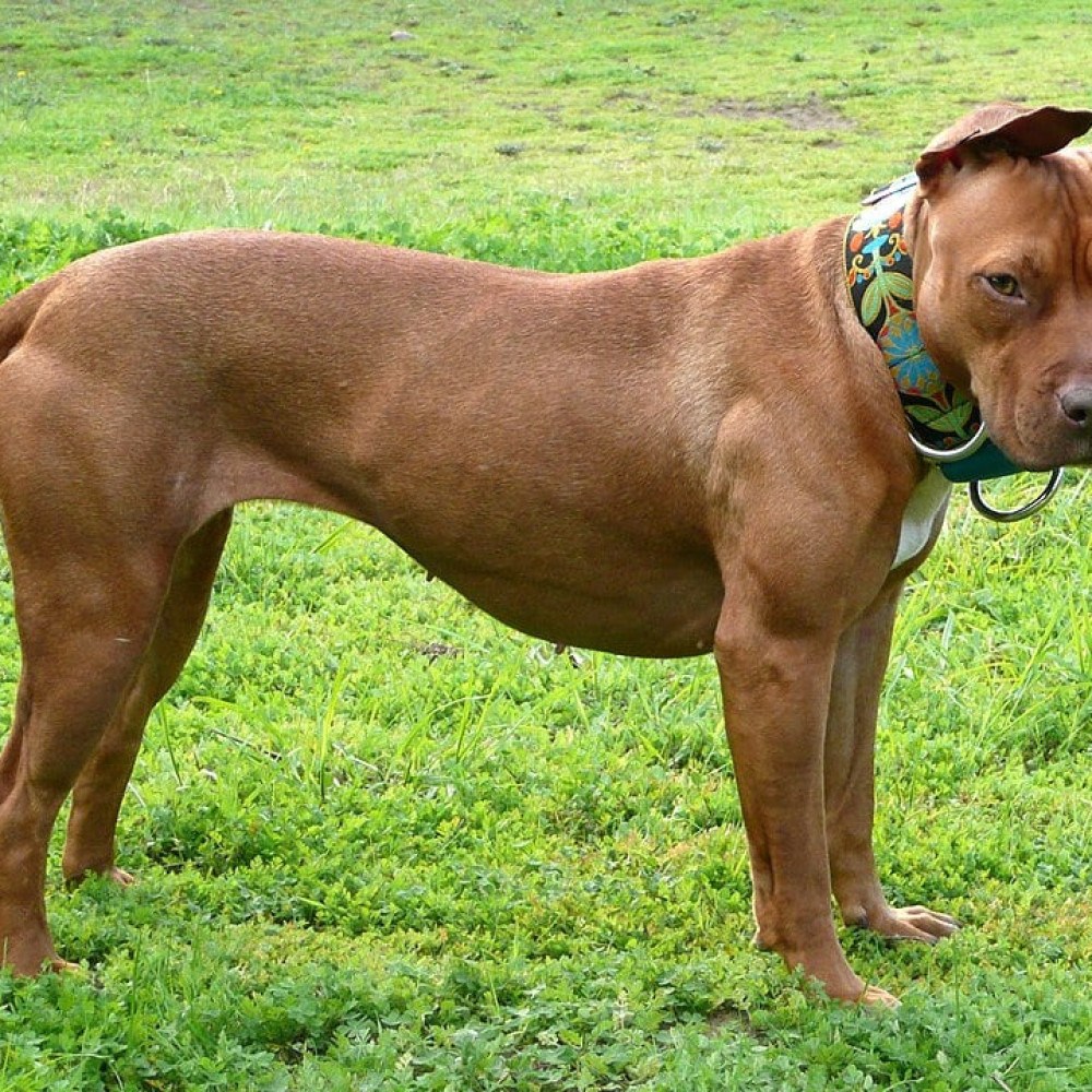 Cidade mineira quer proibir reprodução de pitbulls