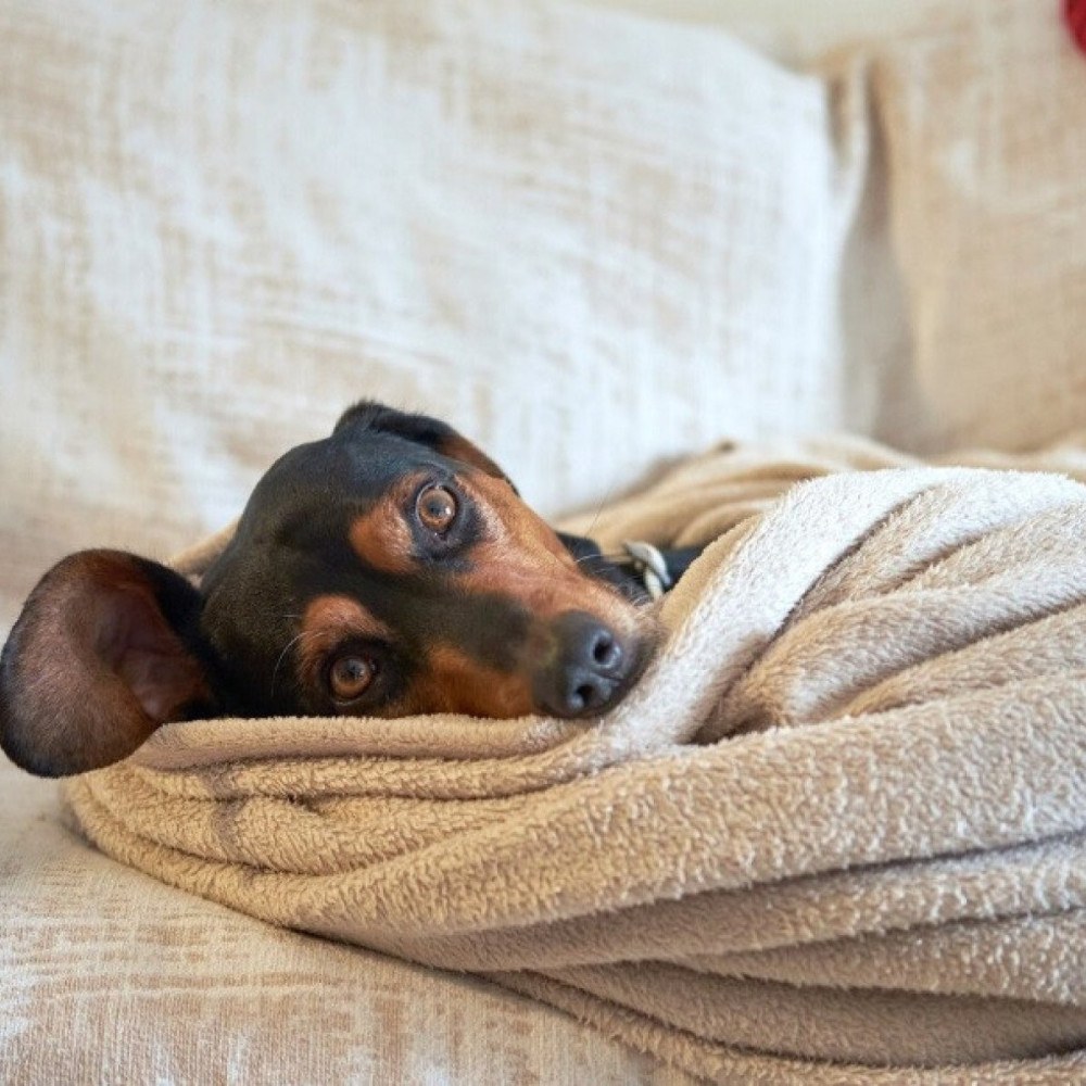Inverno pode agravar doenças respiratórias e articulares em pets