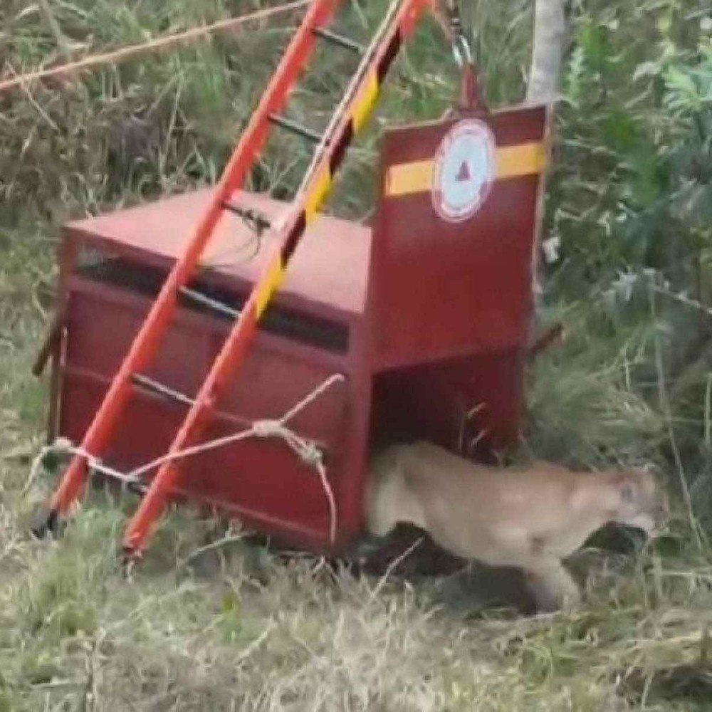 Vídeo: onça que invadiu condomínio em Uberlândia é devolvida à natureza