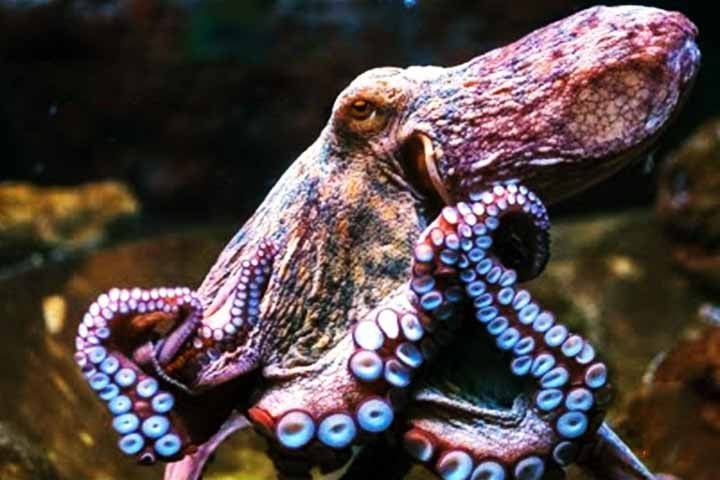 Por exemplo, enquanto o cérebro pode estar focado em escapar de um predador, os braços conseguem, simultaneamente, explorar tocas, manipular objetos ou capturar presas. É como se o polvo tivesse múltiplas linhas de pensamento operando em paralelo.