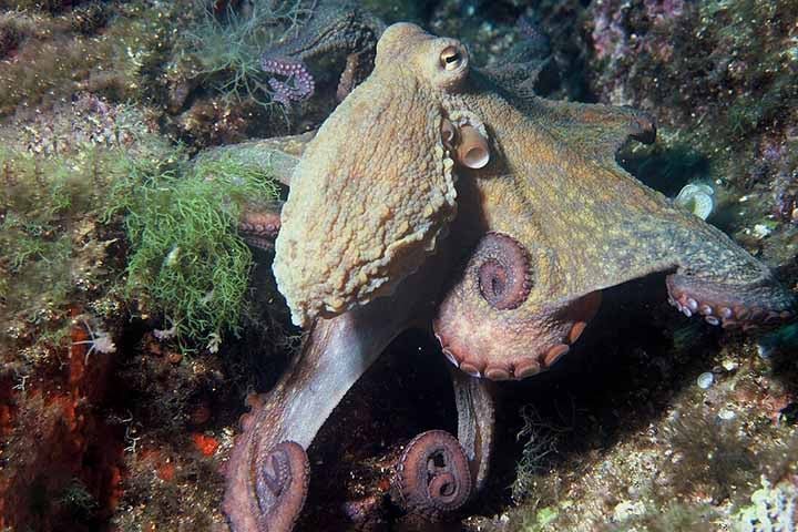 A cientista Cassady Olson, que também participou da pesquisa, explicou que essa segmentação facilita uma comunicação eficiente entre partes diferentes do braço, permitindo que eles reajam de forma local, mas com um certo grau de coordenação global.