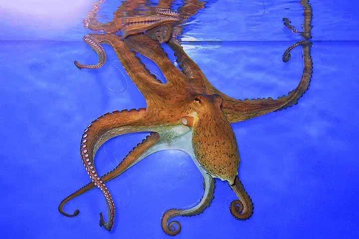 O coautor do estudo Clifton Ragsdale comentou que essa organizaÃ§Ã£o permite uma coordenaÃ§Ã£o sofisticada de movimentos similares aos de vermes, o que faz sentido, jÃ¡ que os braÃ§os dos polvos podem se contorcer em quase qualquer direÃ§Ã£o.