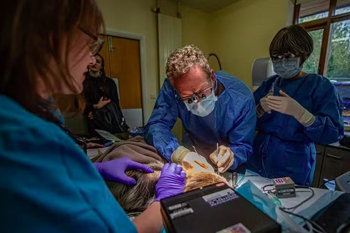 Diante da gravidade do caso, foi realizada uma apicectomia, um procedimento raro em animais dessa espécie.