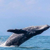 Litoral Norte de SP inicia temporada de baleias-jubarte e impulsiona turismo - DINO