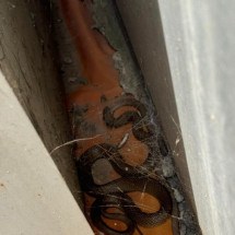 Caçador de répteis faz raro flagrante de canibalismo entre cobras-marrons - Reprodução/Facebook