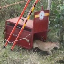 Vídeo: onça que invadiu condomínio em Uberlândia é devolvida à natureza - DivulgaÃ§Ã£o/CBMG