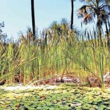 Bioeconomia e produção sustentável mobilizam agricultores no Norte de Minas - Solon Queiroz/Divulgação