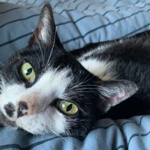 Documentário mineiro dá voz ao luto pela perda dos pets  - Divulgação/ redes sociais