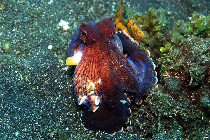 Em experimentos, braÃ§os de polvos foram capazes de realizar movimentos coordenados e atÃ© reaÃ§Ãµes de busca alimentar mesmo apÃ³s serem separados do corpo â?? um fenÃŽmeno que continua a intrigar os cientistas.