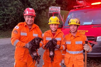 MG: filhotes presos em bueiro são resgatados e ganham uma família