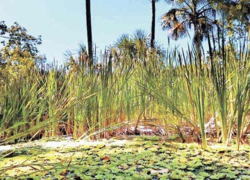 A Vereda da Agua Doce, no município de Bonito de Minas, é um exemplo de preservação da natureza em propriedade produtiva -  (crédito: Solon Queiroz/Divulgação)