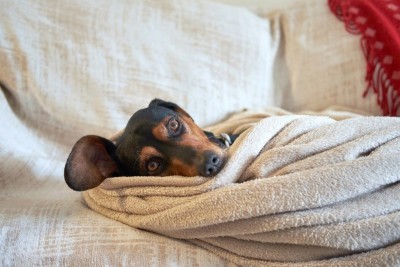 O frio também agrava dores articulares em cães e gatos idosos ou com problemas crônicos -  (crédito: Freepik)